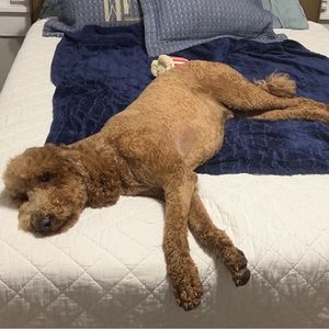 Meet your Posher, William